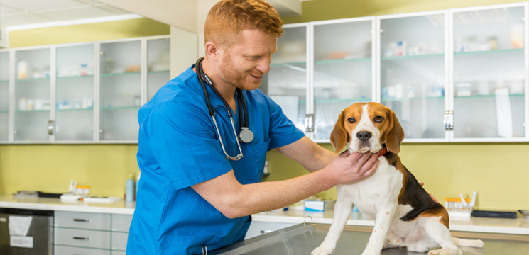 Baixar Grátis – Clinica Médica de Pequenos Animais