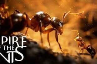 Empire of the Ants-Torrent-Download